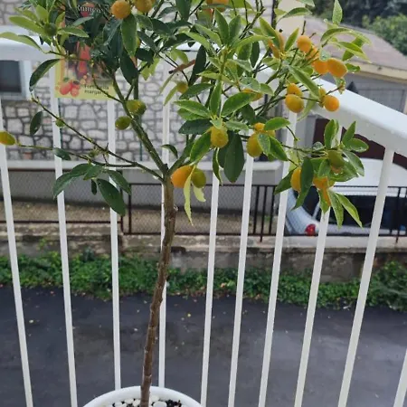 Apartament Casa Persefone *